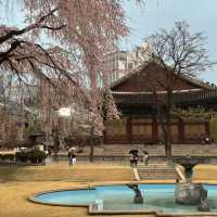 서울 벚꽃 명소 덕수궁 석조전