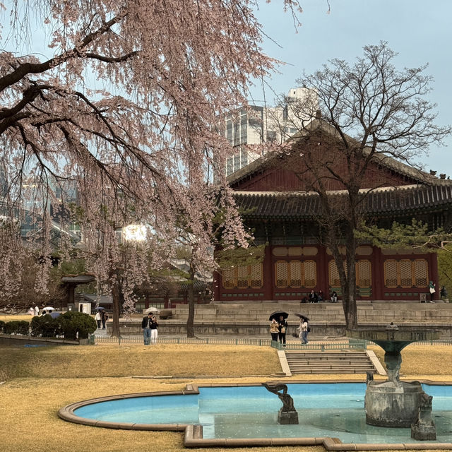 서울 벚꽃 명소 덕수궁 석조전