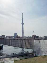 東京景點｜櫻橋