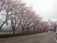 在高田城址公園賞櫻
