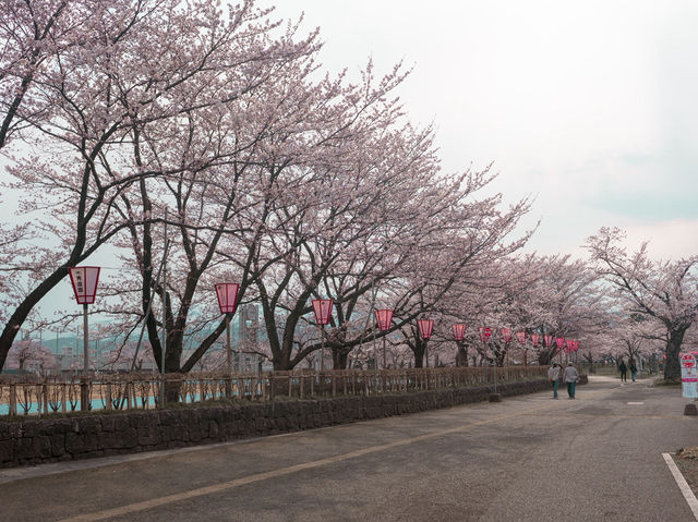 在高田城址公園賞櫻