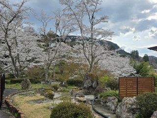 Sakura in little village