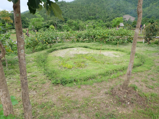 สะพานไม้ไผ่บ้านแพมบก (โขกู้โส่) 🌳