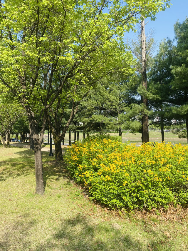 Yurim Park's Tulip Tapestry: An April Day's Delight 🌷☀️