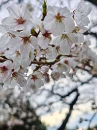 Sakura: Ephemeral Beauty and the Soul of Japanese Spring