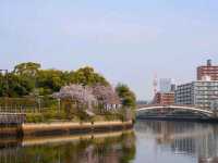 名古屋-白鳥庭園，春櫻蕩漾，東海地區最大的池泉回遊式庭園