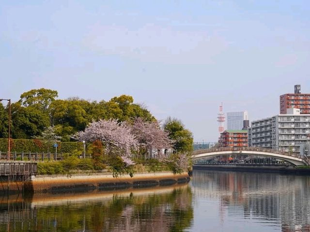 名古屋-白鳥庭園，春櫻蕩漾，東海地區最大的池泉回遊式庭園