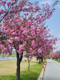 Misa Gyeongjeong Park: Hanam's Lakeside Spring Canvas