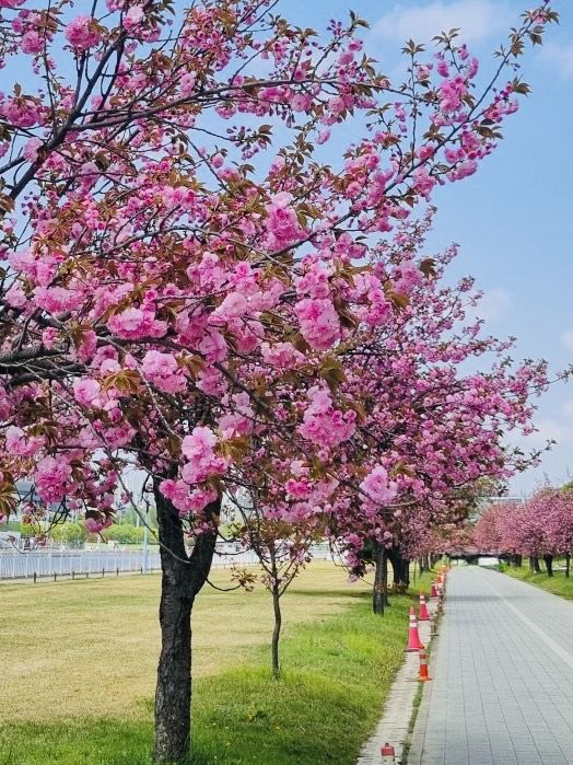 Misa Gyeongjeong Park: Hanam's Lakeside Spring Canvas