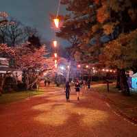 三輪南公園•夜櫻下的浪漫