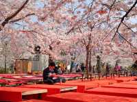 Maruyama Park: Kyoto's Most Lively Cherry Blossom Party