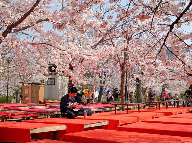Maruyama Park: Kyoto's Most Lively Cherry Blossom Party