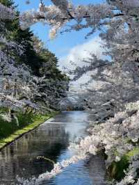 Petals and Pines: Springtime Splendor in Towada