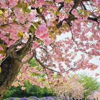 Misa lake Park: Where Spring Unfolds in Double Bloom