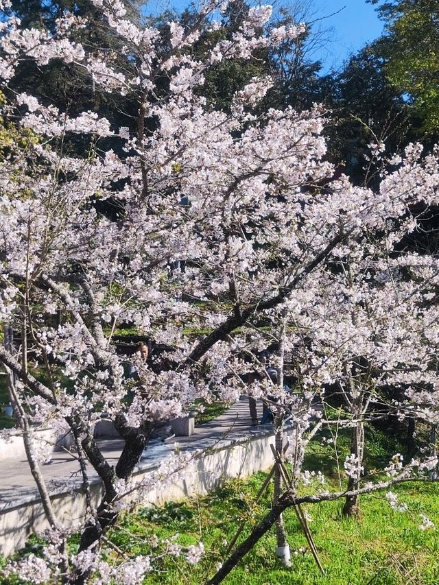 嘉義阿里山櫻花繽紛綻放
