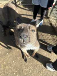 園區小小，動物種類，近距離親親袋鼠