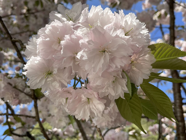 尾班櫻花 接近四月尾仲有得睇