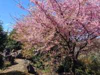 淺井一本櫻，福岡縣久留米遺世獨立的百年巨櫻