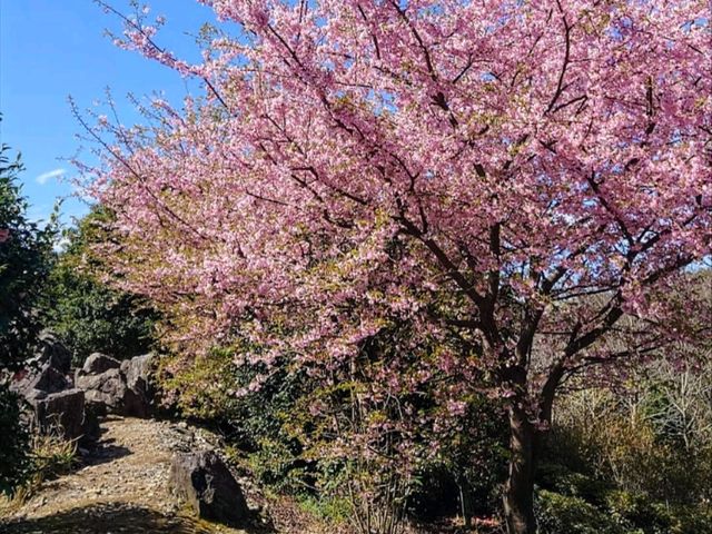 淺井一本櫻，福岡縣久留米遺世獨立的百年巨櫻