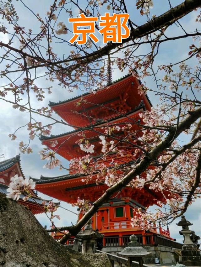 #古都的樱花之韵 #日本京都