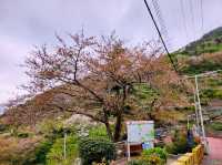釜山甘川洞賞櫻花：櫻花季尾聲的驚喜