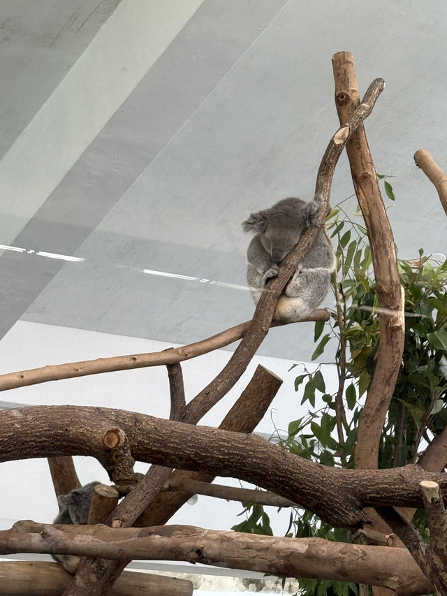 【 台北市立動物園 】  