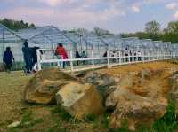 Spring Strawberry Picking – Sweet Moments in Nasu