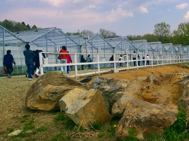 Spring Strawberry Picking – Sweet Moments in Nasu