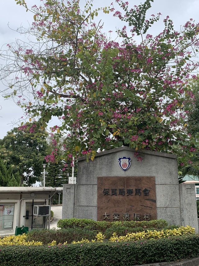 大棠楓香林｜秋天的絢麗畫卷