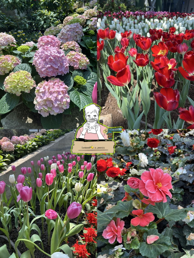🌸 สวนดอกไม้เมืองหนาว ระยอง 🌸 เข้าชมฟรี! 