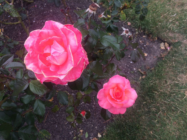 走！一起去威靈頓植物園當一日森林系旅人