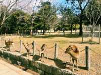 [東大寺] 1300年の祈りが息づく、大仏のふるさと