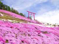 【北海道】圧巻のピンクの絨毯！「ひがしもこと芝桜公園」