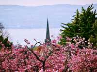 Helensburgh Blossom