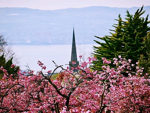 Helensburgh Blossom