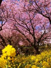 Matsuda Sakura