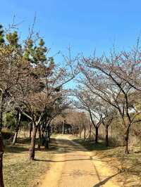 Springtime Serenity in Incheon: Cherry Blossoms by the Water