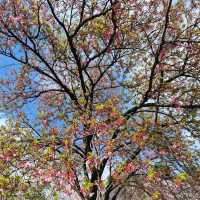 Shinjuku Gyoen – A Quiet Breath in the Heart of Tokyo
