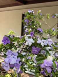 【伊豆・下田】御朱印巡り❁⃘*.ﾟジャスミン寺