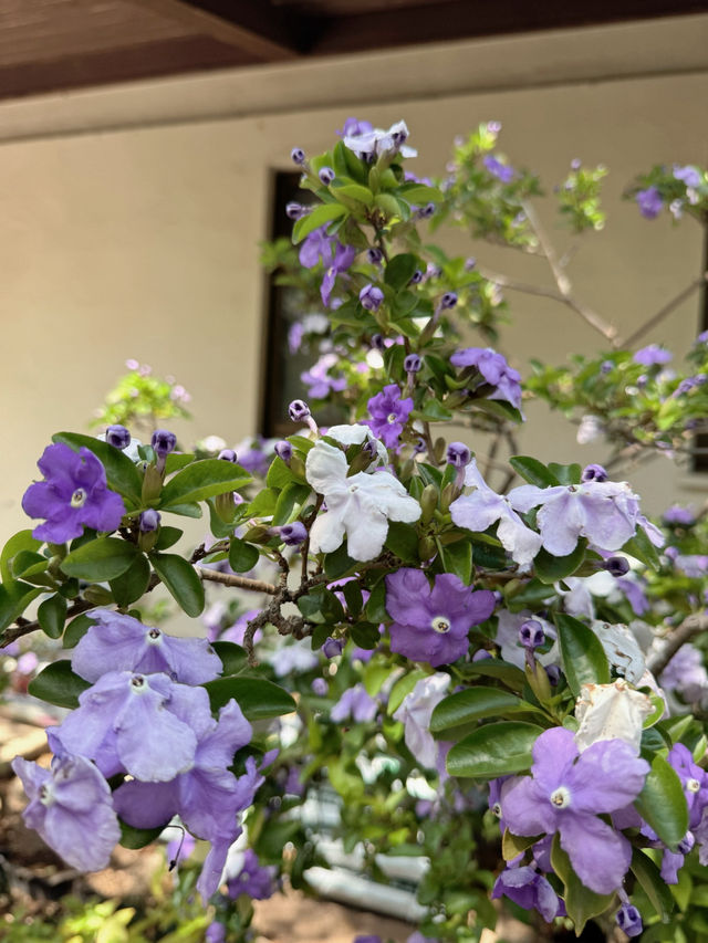 【伊豆・下田】御朱印巡り❁⃘*.ﾟジャスミン寺