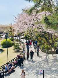 Bloom by the Boil: A Rare Spring View in Beppu’s Hell Valley