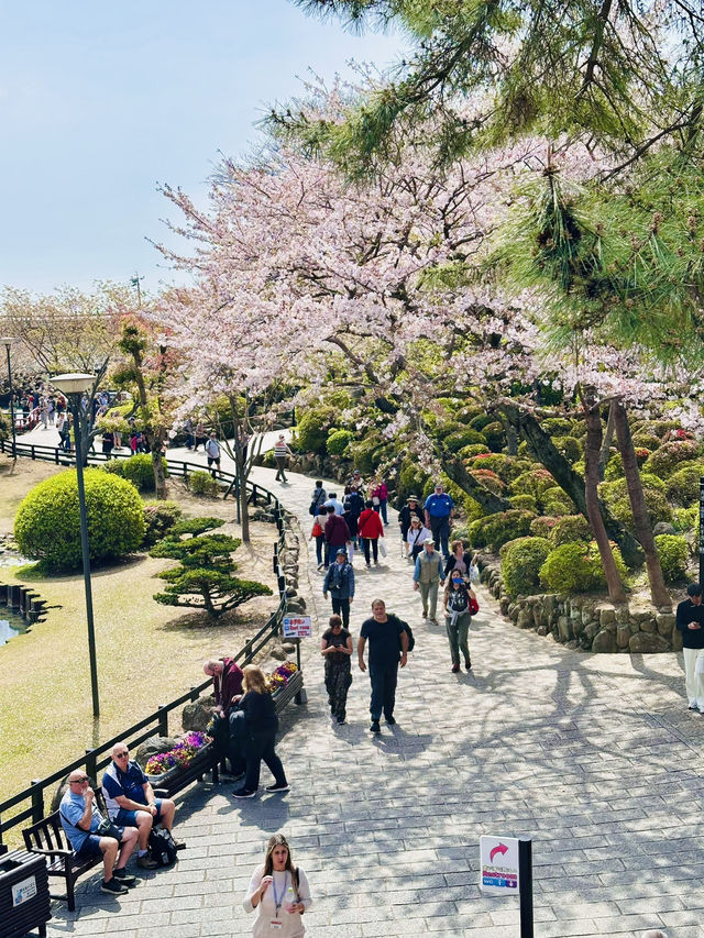 Bloom by the Boil: A Rare Spring View in Beppu’s Hell Valley