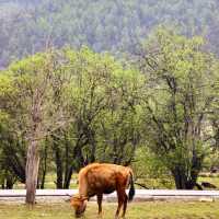 A Blooming Dream: Potatso National Park in Full Flower