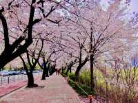 Pink Parade Along the Han: Walking Yeouiseo-ro in Full Bloom