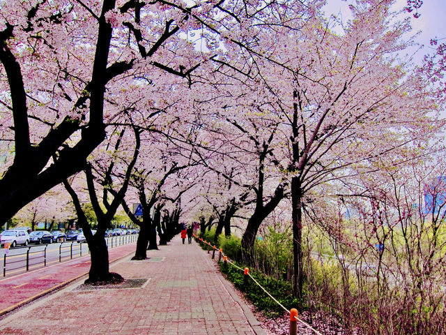 Pink Parade Along the Han: Walking Yeouiseo-ro in Full Bloom
