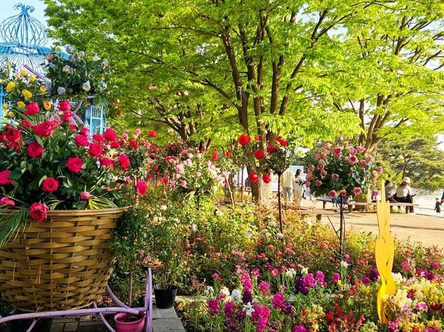 The Rose Garden at Ilsan Flower Festival