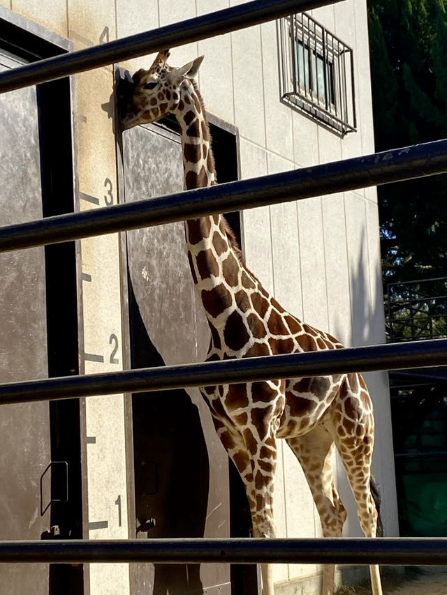 A Laid-Back Day in Himeji – Castles, Calm & a Few Furry Friends