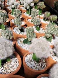 Baguio’s Greenhouse Gems