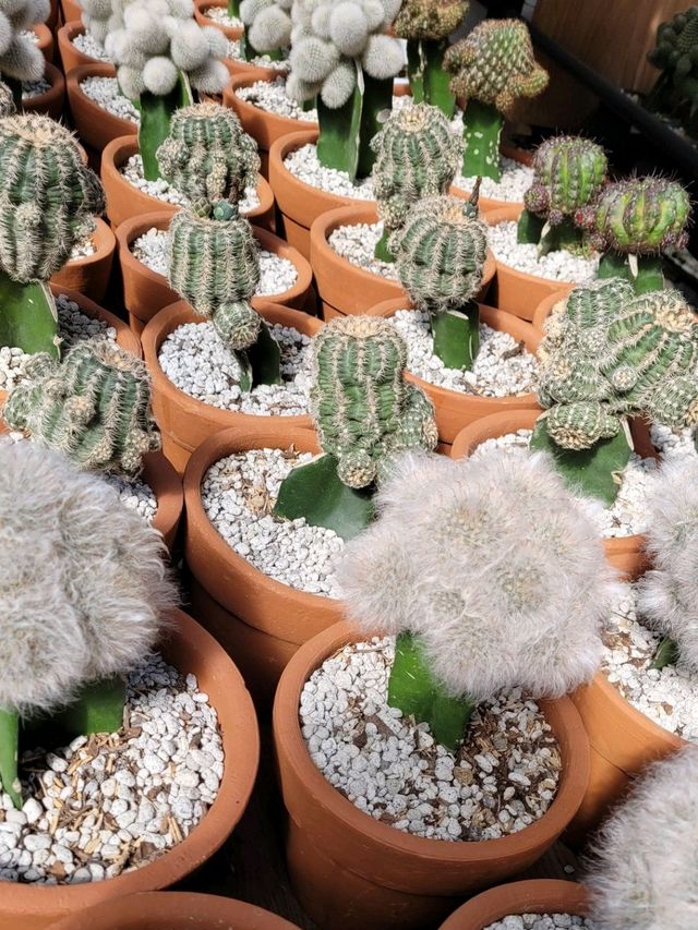 Baguio’s Greenhouse Gems