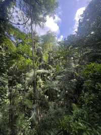 Daintree Rainforest